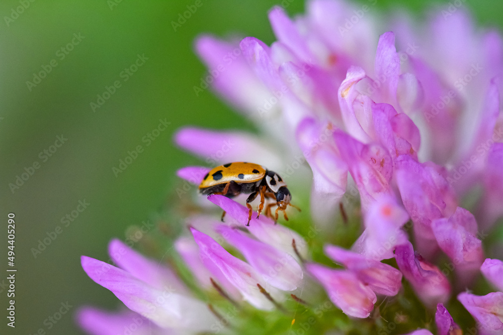 Funiu district of western henan live insects breed macro photography Funiu district of western henan live insects breed macro photography