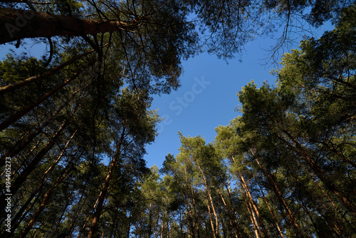 Pine trees and blue sky © Евгений Логвиненко