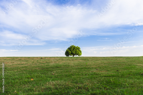 The green grassland with a big tree scenery