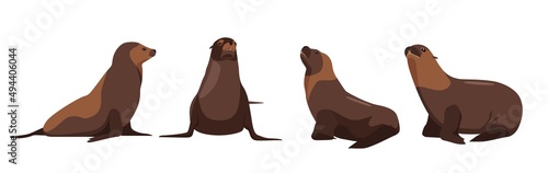 Set of fur seals in different angles and emotions in a cartoon style. Vector illustration of predators Antarctic animals isolated on white background.