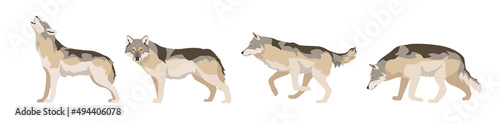 Set of wolves in different angles and emotions in a cartoon style. Vector illustration of predators European animals isolated on white background.