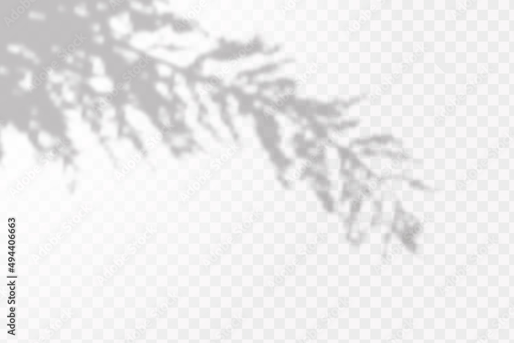 Obraz premium Realistic shadow of tropical leaves or branches on transparent checkered background. The effect of overlaying shadows. Natural light layout.