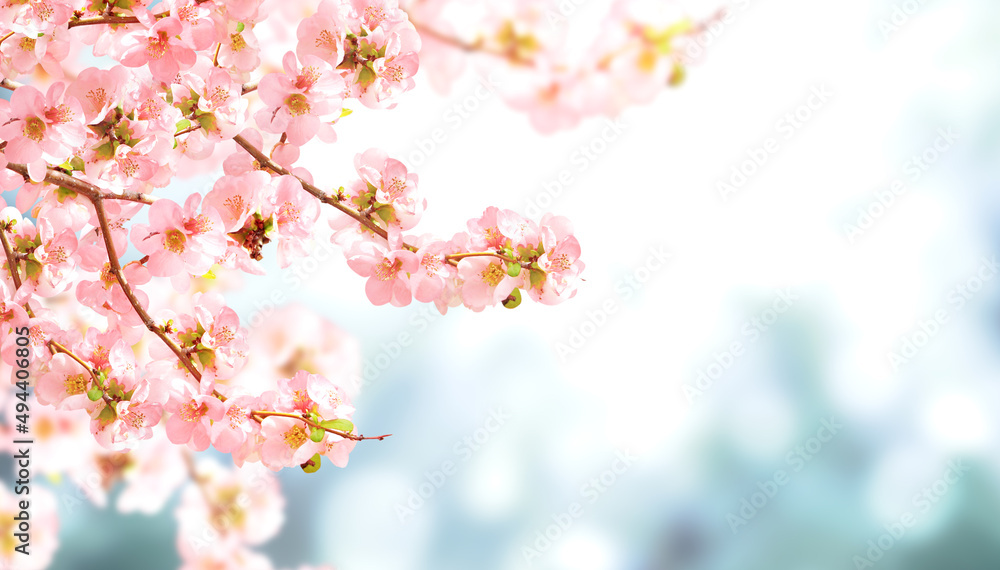 Horizontal banner with Japanese Quince flowers (Chaenomeles japonica) of pink color on sunny backdrop