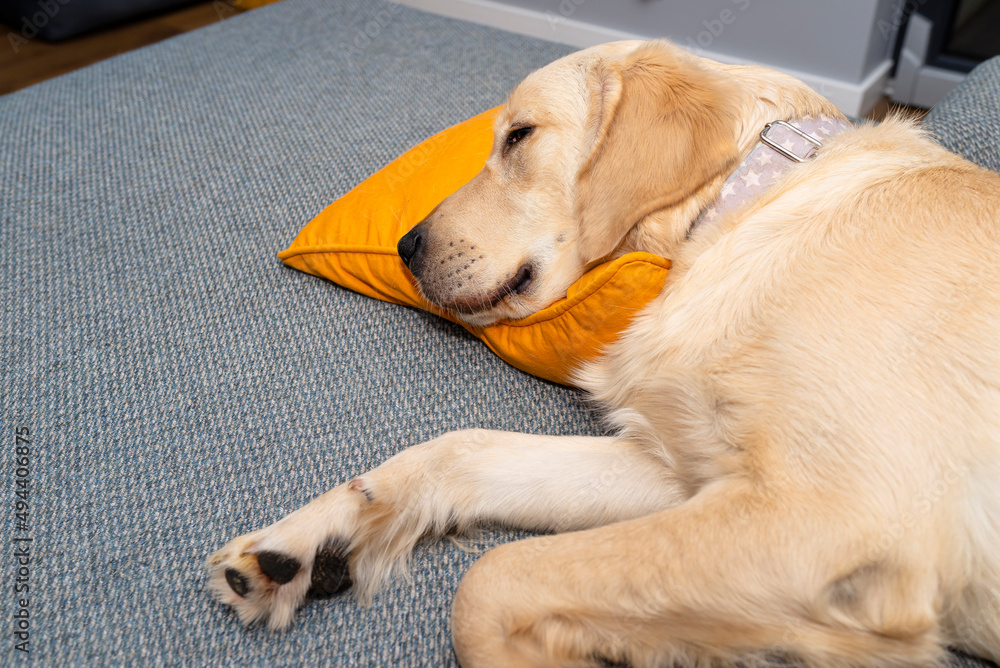 A young male golden retriever is sleeping on a couch in a home living room on yellow pillows and a blanket.