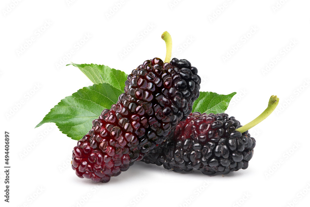 Close-up Mulberries fruit with leaves isolated on white background. Close-up Mulberries fruit with leaves isolated on white background.
