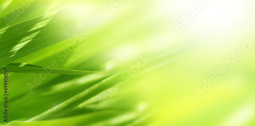 Sunny spring background with green grass. Horizontal summer banner with leaves on abstract greenery backdrop