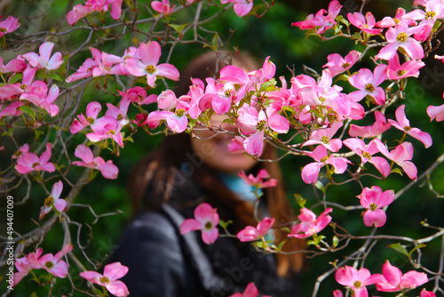Happiness in spring - smiling woman in bokeh hidden behind pink Florida dogwood (Cornus florida) flowers (Baden, Germany) photo