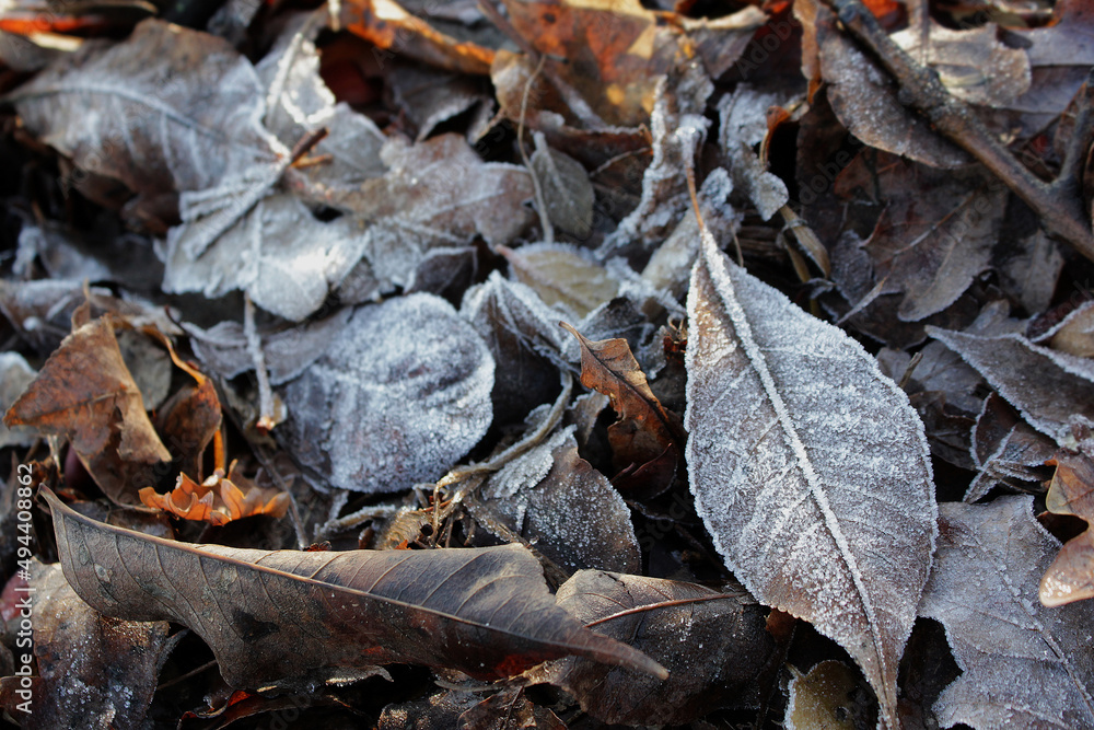 Frost on fallen brown leaves in autumn park close-up