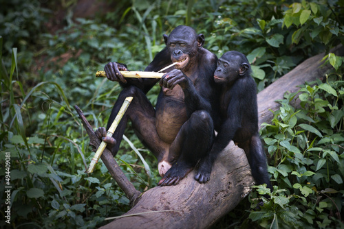 Canvas Print Pair of monkey eating on a tree in the Democratic Republic of the Congo