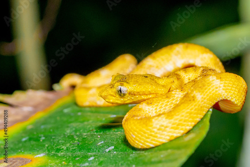 Exotic yellow snake. Eyelash viper, Bothriechis schlegelii waiting for hunt. photo