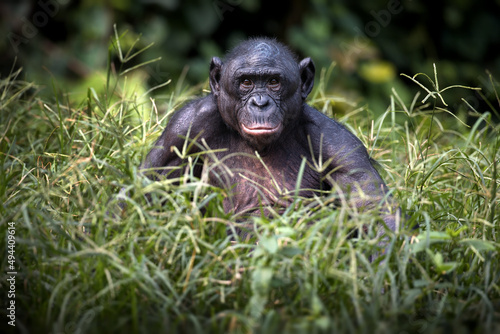 Canvas Print Bonobo monkey sitting and thinking on a field in the Democratic Republic of the