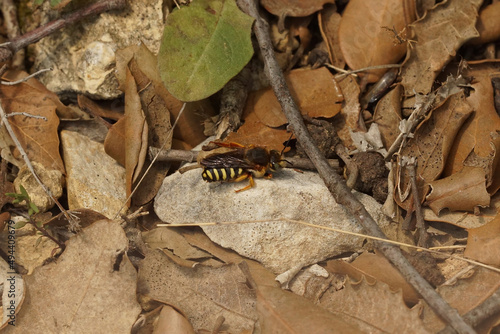 Closeup on the colorful solitary bee, the seven-toothed-red-resin bee, Rhodanthidium septemdentatum photo