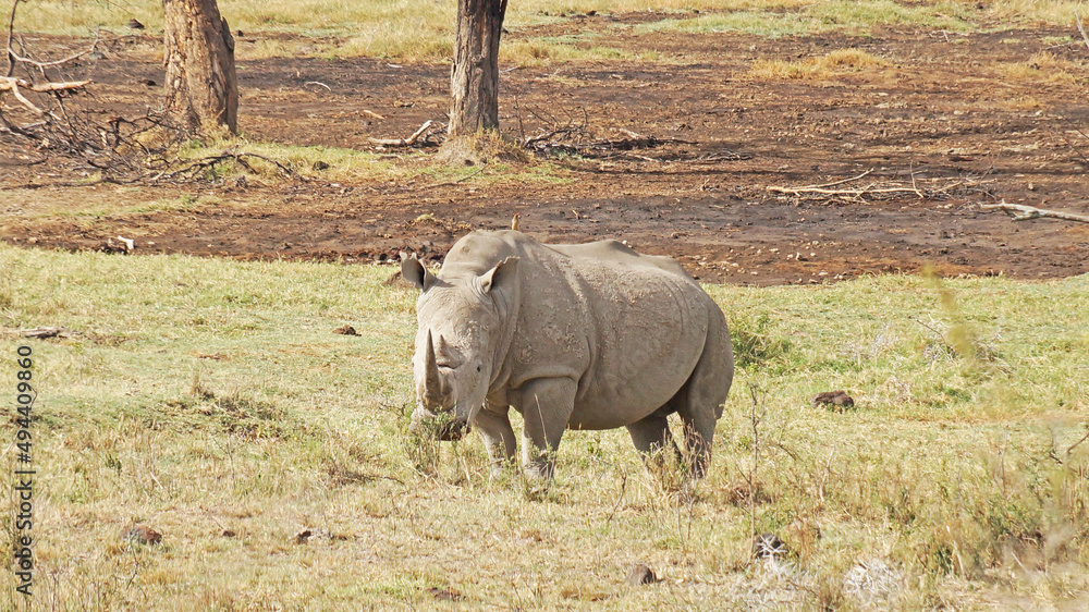 White rhino grazes on pasture. A male white rhino grazes in an acacia grove on the shores of Lake Nakuru in Kenya. White rhino grazes on pasture. A male white rhino grazes in an acacia grove on the shores of Lake Nakuru in Kenya.