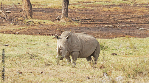 White rhino grazes on pasture. A male white rhino grazes in an acacia grove on the shores of Lake Nakuru in Kenya.