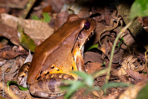Big exotic frog in the forest, Savage's thin-toed frog Leptodactylus savagei photo