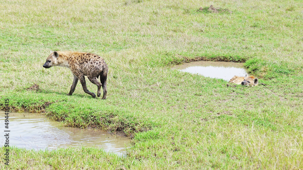 Spotted hyena walks on a hot African day in the Masai Mara National Park in Kenya. The hyena roams the food in the savannah.