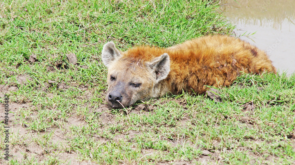 Fototapeta premium The spotted hyena is refreshed in a pond on a hot African day in the Masai Mara National Park in Kenya. The hyena bathes in a puddle in the middle of the savannah.