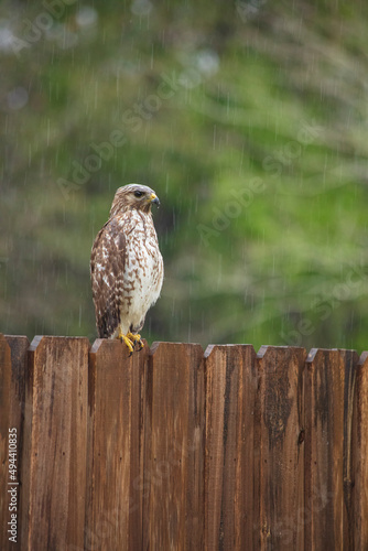 Hawk sitting on fence hunting for prey on a rainy day