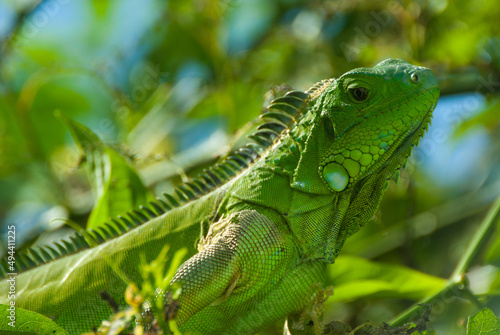 Green Iguana in a tree