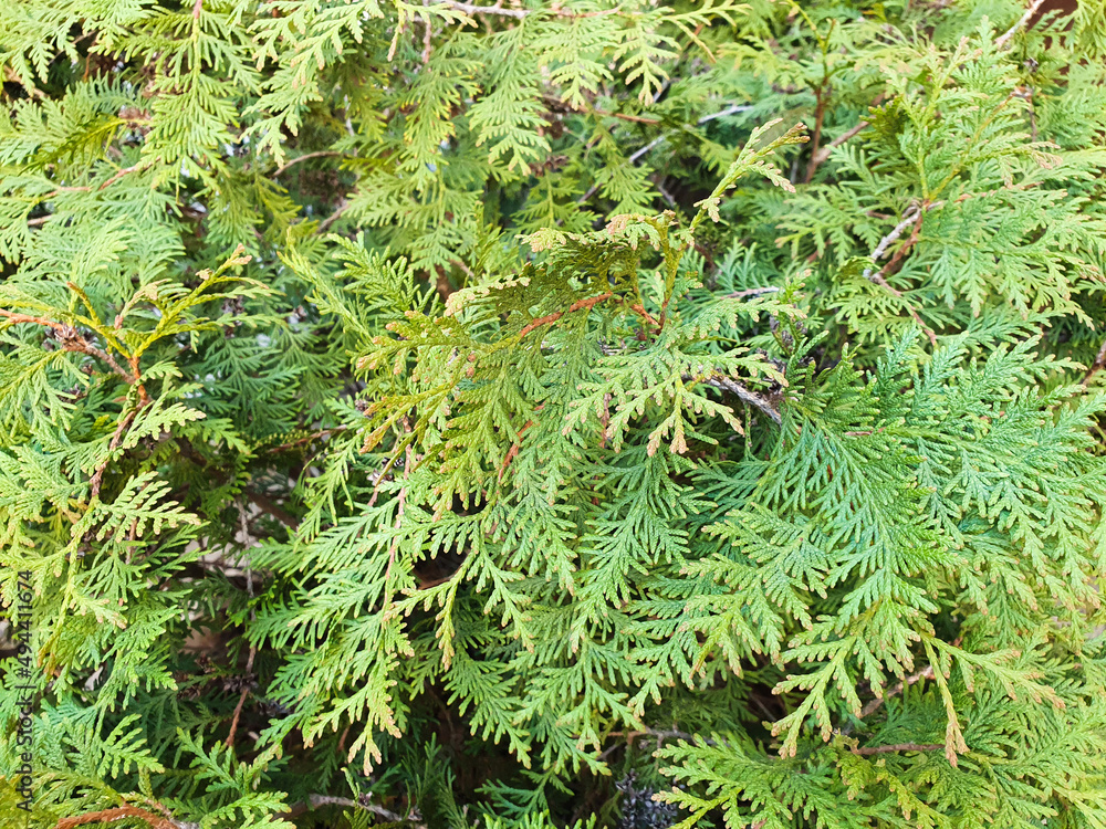 Green thuja tree branches background. Natural needles backdrop, bright evergreen texture. Thuja texture.