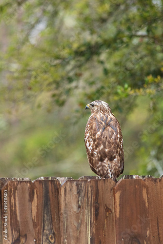 Hawk sitting on fence hunting for prey