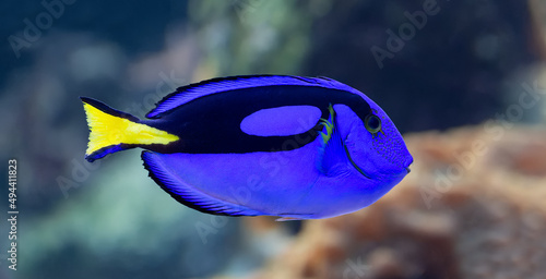 Close-up view of a palette surgeonfish (Paracanthurus hepatus) photo