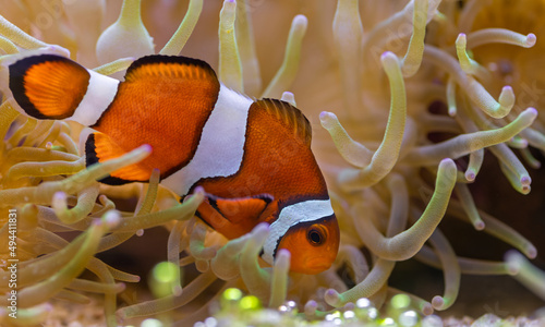 Close-up view of a Ocellaris clownfish (Amphiprion ocellaris) hiding in a anemone