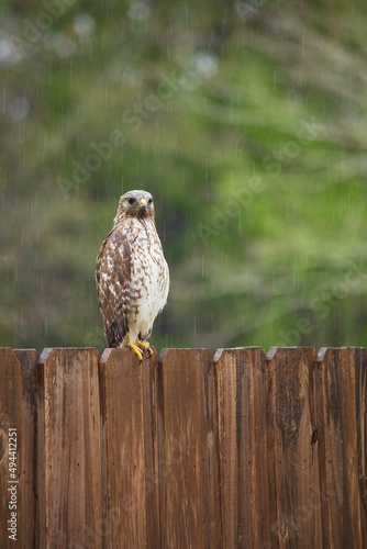 Hawk sitting on fence hunting for prey on a rainy day