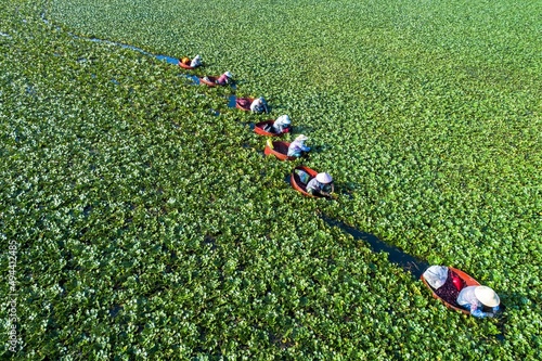 Collecting water chestnut in countryside