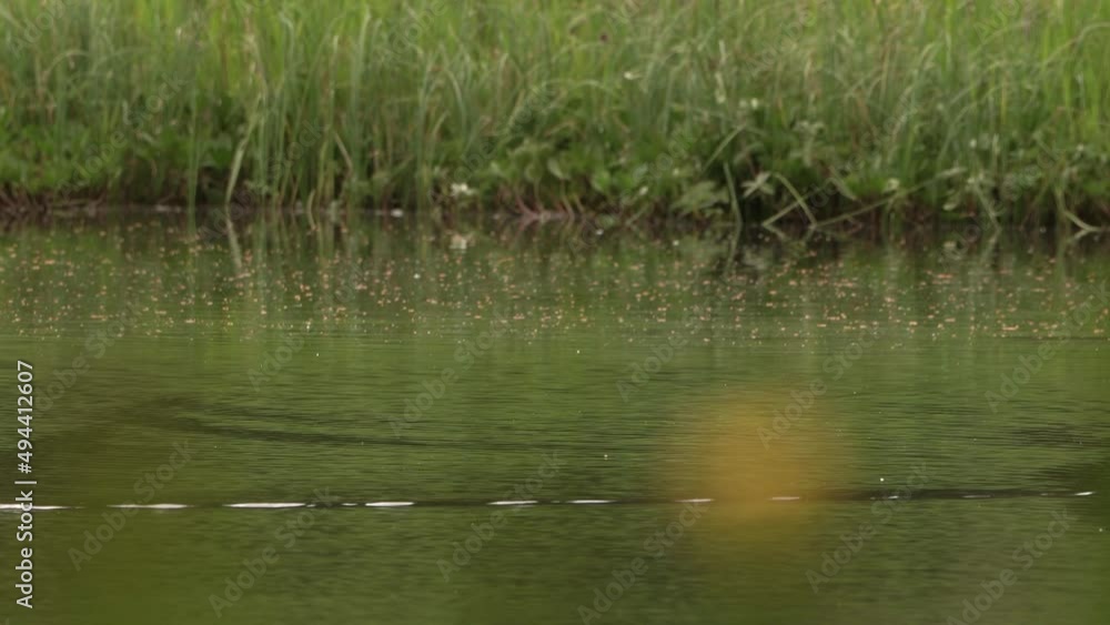 A Pair of Ducks on Loch surrounded by Plants A Pair of Ducks on Loch surrounded by Plants