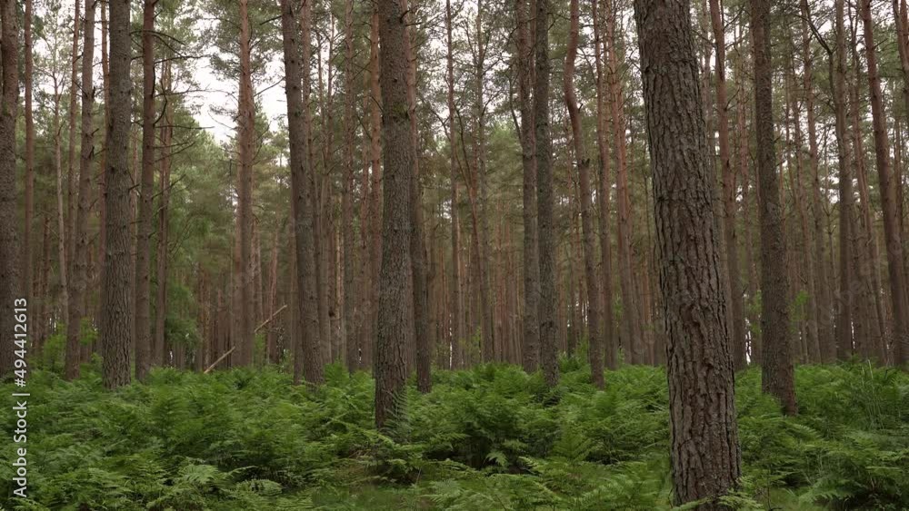 A Scottish Pine forest in Summer A Scottish Pine forest in Summer