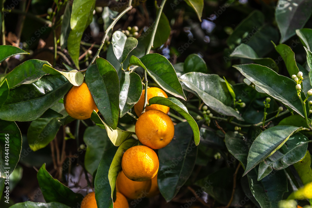 Conjunto de naranjas en las ramas del árbol