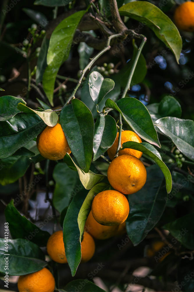 Conjunto de naranjas en las ramas del árbol Conjunto de naranjas en las ramas del árbol