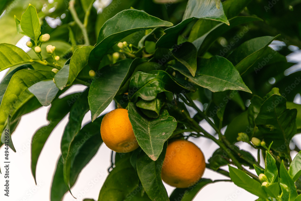 Conjunto de naranjas en las ramas del árbol Conjunto de naranjas en las ramas del árbol