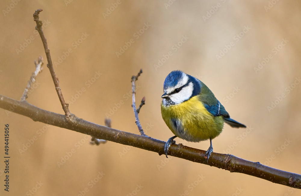 Blue tit, Cyanistes cauruleus, sitting on a branch and watching the photogapher Blue tit, Cyanistes cauruleus, sitting on a branch and watching the photogapher