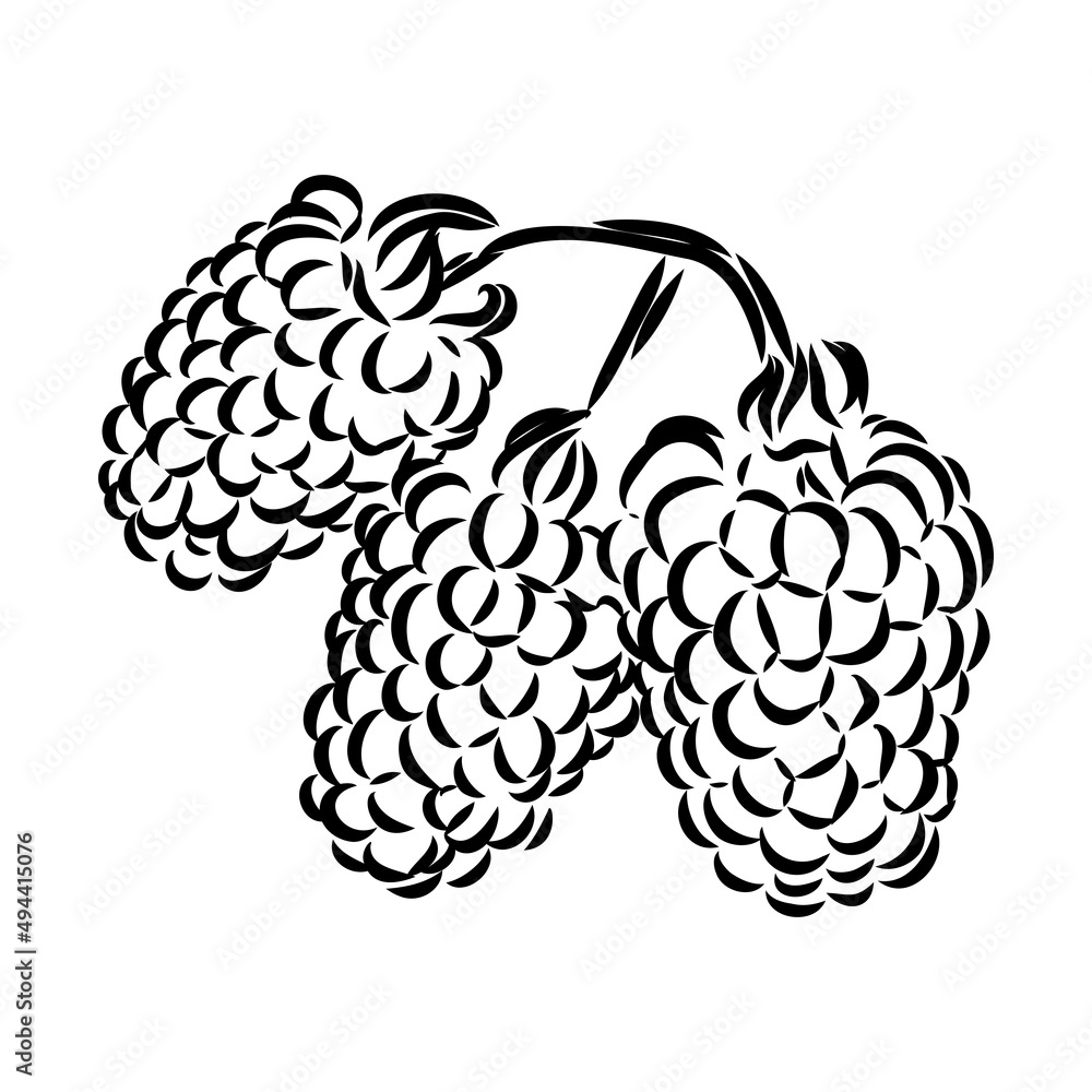 Vector isolated raspberry berries branch contour line drawing. Colorless black and white two raspberry berry colorling page Vector isolated raspberry berries branch contour line drawing. Colorless black and white two raspberry berry colorling page