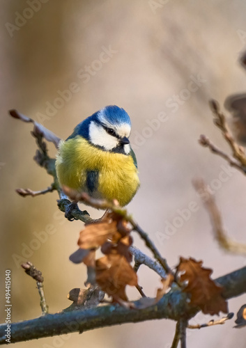 Blue tit, Cyanistes cauruleus, sitting on a branch and watching the photogapher
