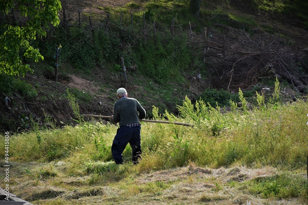Old Villager man is mowing a lawn with an old  scythe in Western Thrace in Greece