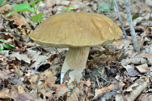 Edible mushroom cep (Boletus edulis)