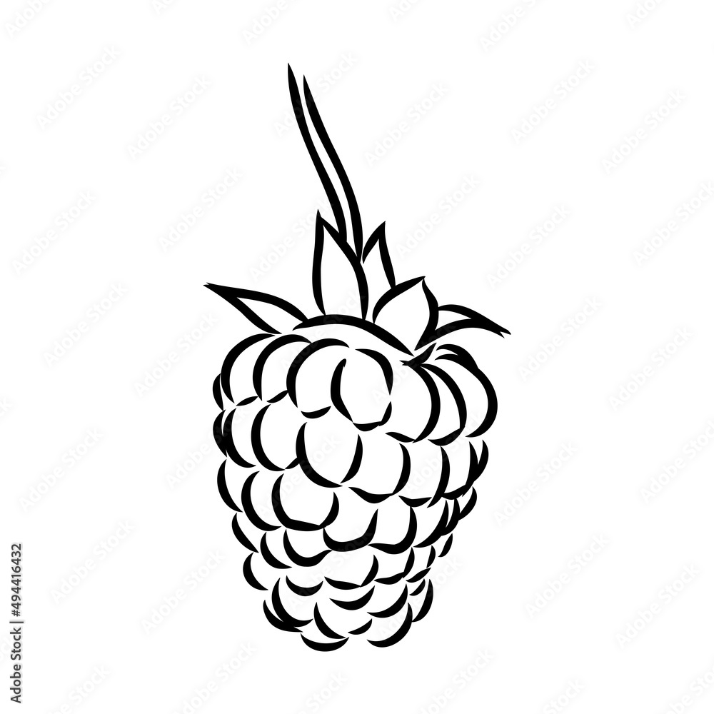 Vector isolated raspberry berries branch contour line drawing. Colorless black and white two raspberry berry colorling page Vector isolated raspberry berries branch contour line drawing. Colorless black and white two raspberry berry colorling page