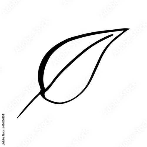 Hand drawn forest leaf, branch. Vector illustration for card, home decor. Isolated on white backdrop. 