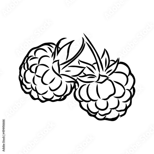 Vector isolated raspberry berries branch contour line drawing. Colorless black and white two raspberry berry colorling page