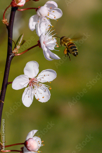 Biene im Anflug
