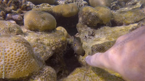 The male hand attracts the attention of the Farmerfish protects the territory and burrows in the coral reef. Dusky Farmerfish (Stegastes nigricans). 4K-60fps photo