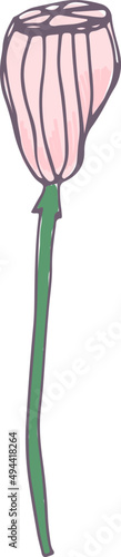 Delicate Flower Bud Hand Drawn Illustration