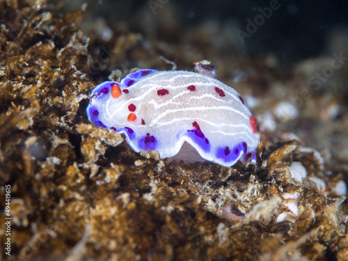 Cape dorid (Hypselodoris capensis) nudibranch underwater, a white bodied sea slug with purple spotted margin and white lines and red spots