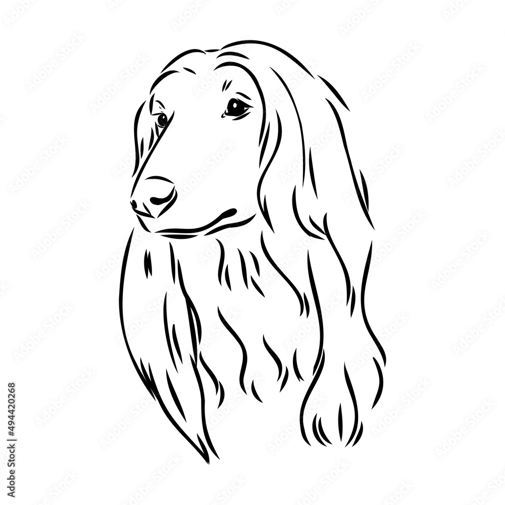 Afghan Hound. Black and white graphic drawing of a dog. Afghan Hound. Black and white graphic drawing of a dog.