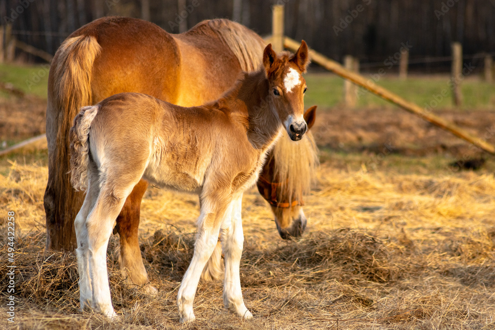 Fototapeta premium Mare with colt
