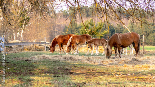 Grazing horses