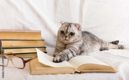 Gray cat lying near stack of books and glasses of owner